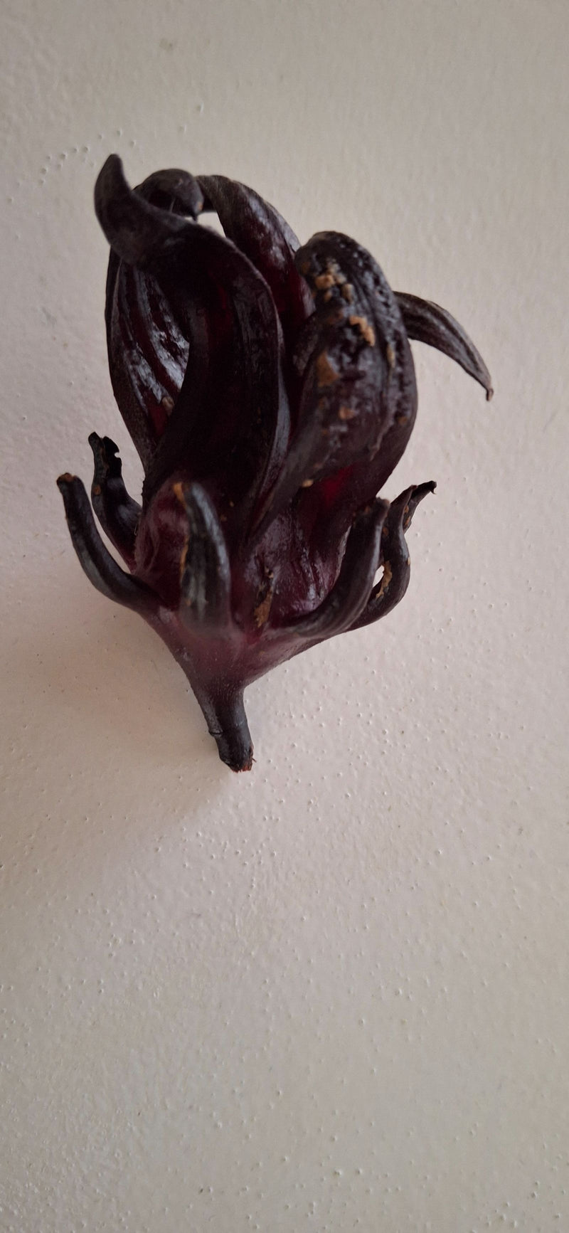 Nahaufnahme eines einzelnen, tiefroten und fleischigen Rosellenkelchs vor einer hellen, strukturierten Wand.