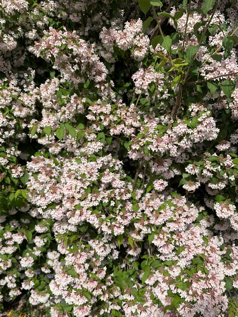 Das Bild zeigt einen dicht mit zahlreichen rosa Blüten besetzten Strauch der Weigelien. Die grünen Blätter sind zwischen der üppigen Blütenpracht zu erkennen.