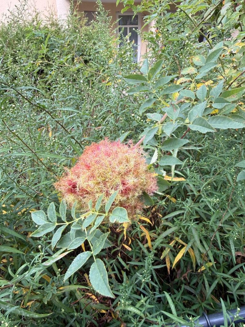 Eine typische, dicht behaarte Rosengalle (Schlafapfel) der Rosengallwespe wächst an einem belaubten Zweig einer Rose.
