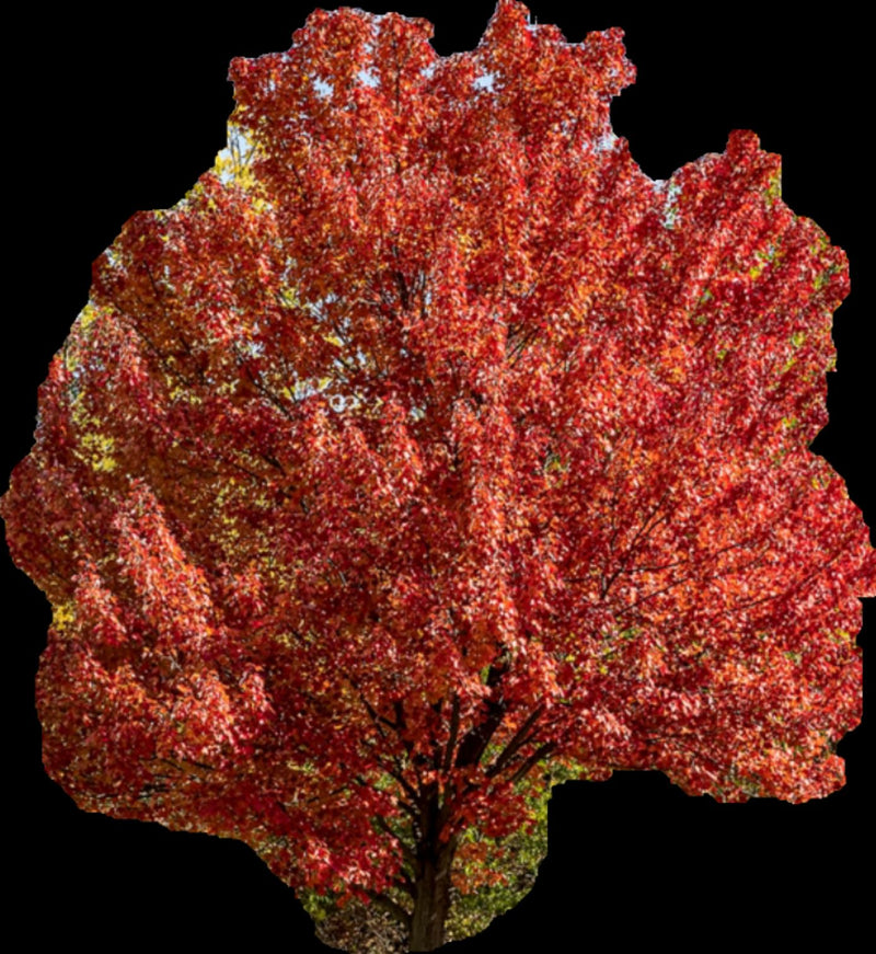 Zu sehen ist die dicht belaubte Krone eines Rot-Ahorns mit intensiver roter Herbstfärbung vor schwarzem Hintergrund.
