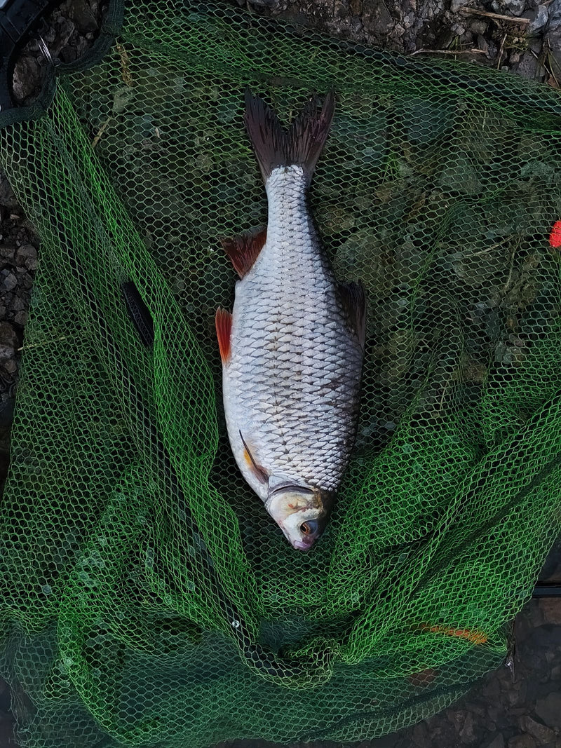 Das Foto zeigt ein Rotauge, das von oben in einem grünen Unterfangkescher liegt. Der Fisch ist vollständig abgebildet und gut zu erkennen.