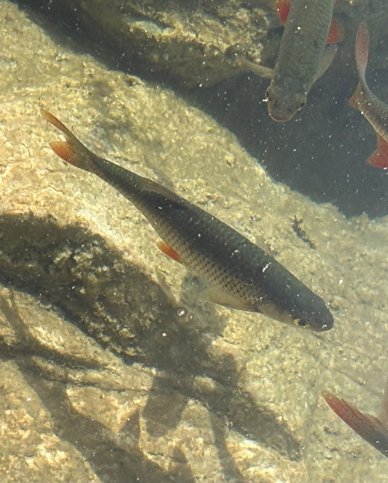 Mehrere Rotaugen schwimmen über einem hellen Steingrund in klarem Wasser. Ihre typischen roten Flossen sind gut zu erkennen.