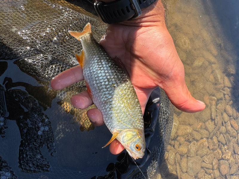 Auf dem Bild ist ein Rotauge zu sehen, das in einer Hand über einem Kescher präsentiert wird. Der Fisch zeigt die typischen silbrigen Schuppen und rötlichen ...