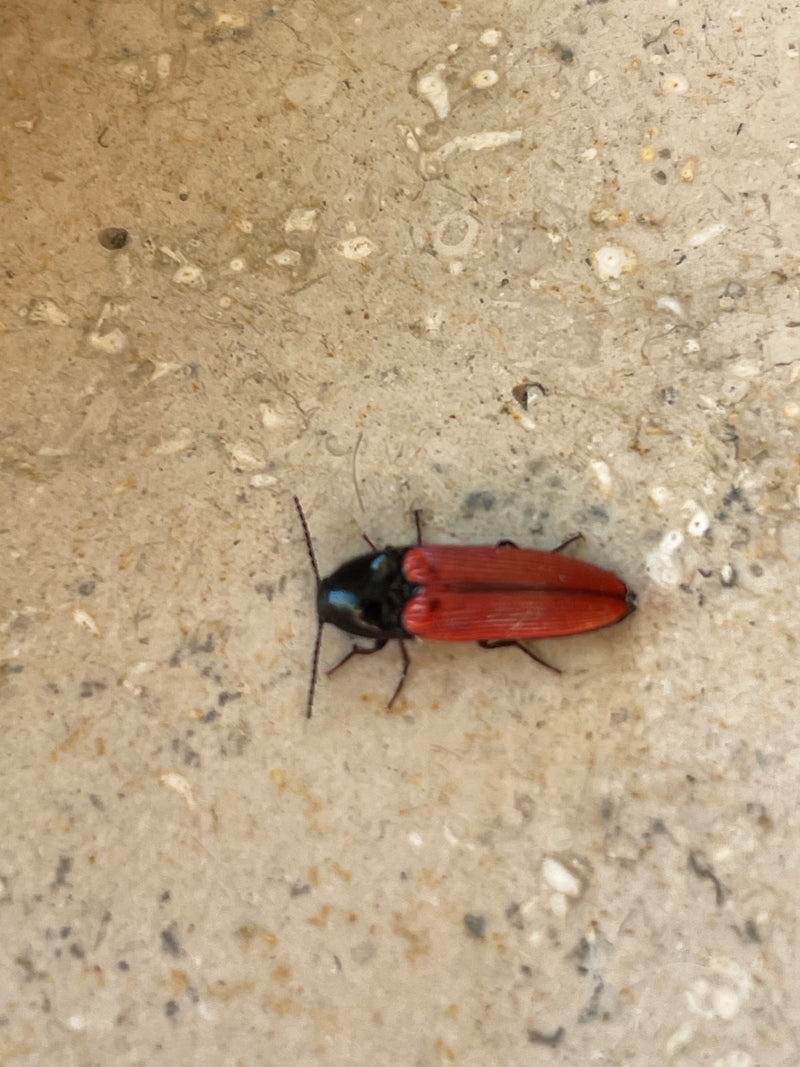 Rotbauchiger Schnellkäfer — Bild 2 von 10