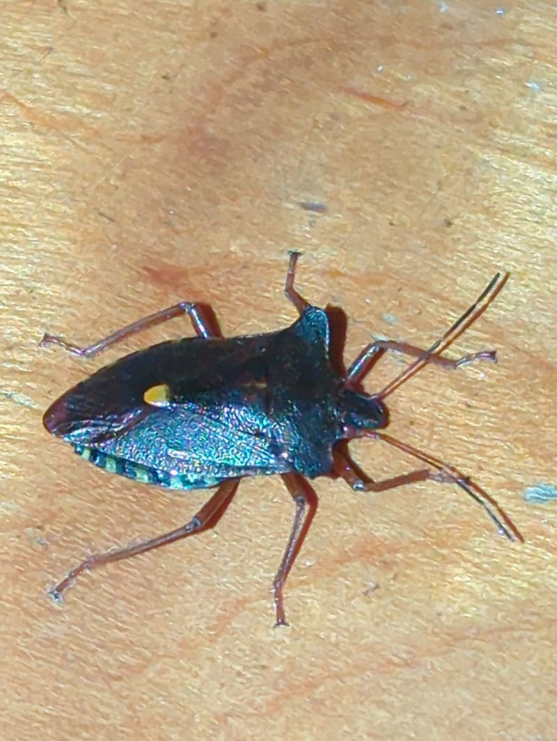 Rotbeinige Baumwanze — Bild 1