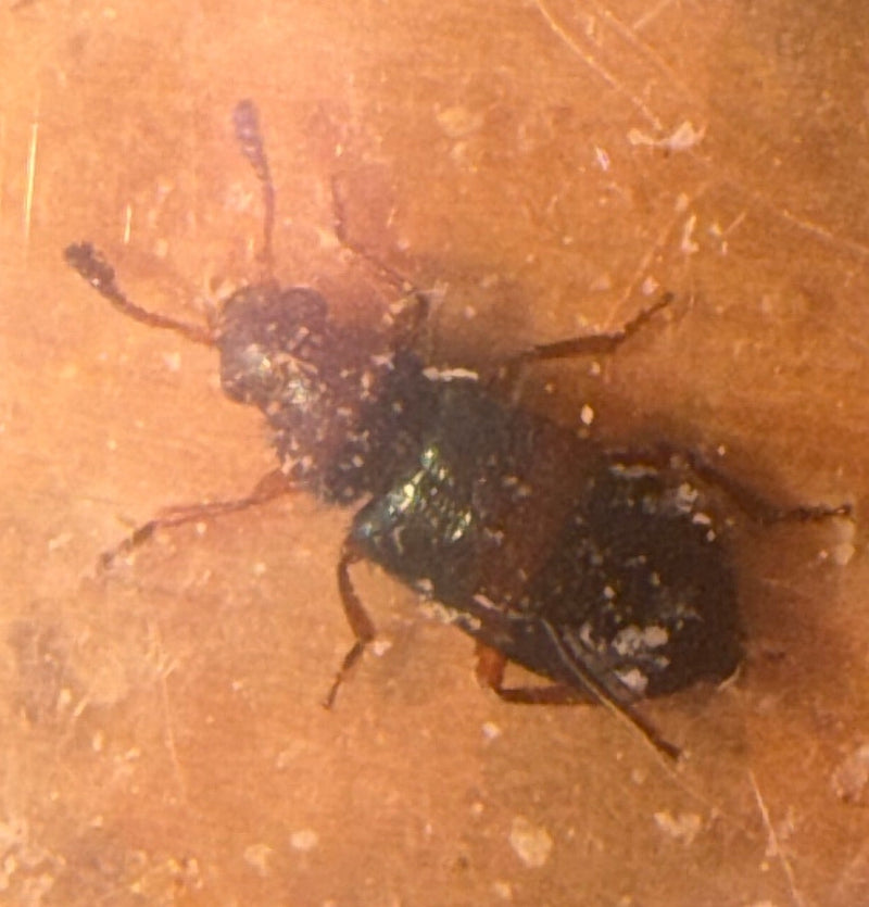 Rotbeiniger Kolbenkäfer — Bild 1