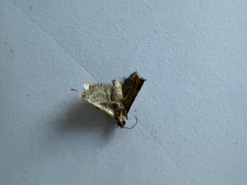 Zu sehen ist ein Rotbindiger Blütenspanner, der auf einer hellen, glatten Wand ruht. Der kleine Schmetterling sitzt mit ausgebreiteten Flügeln in Aufsicht.