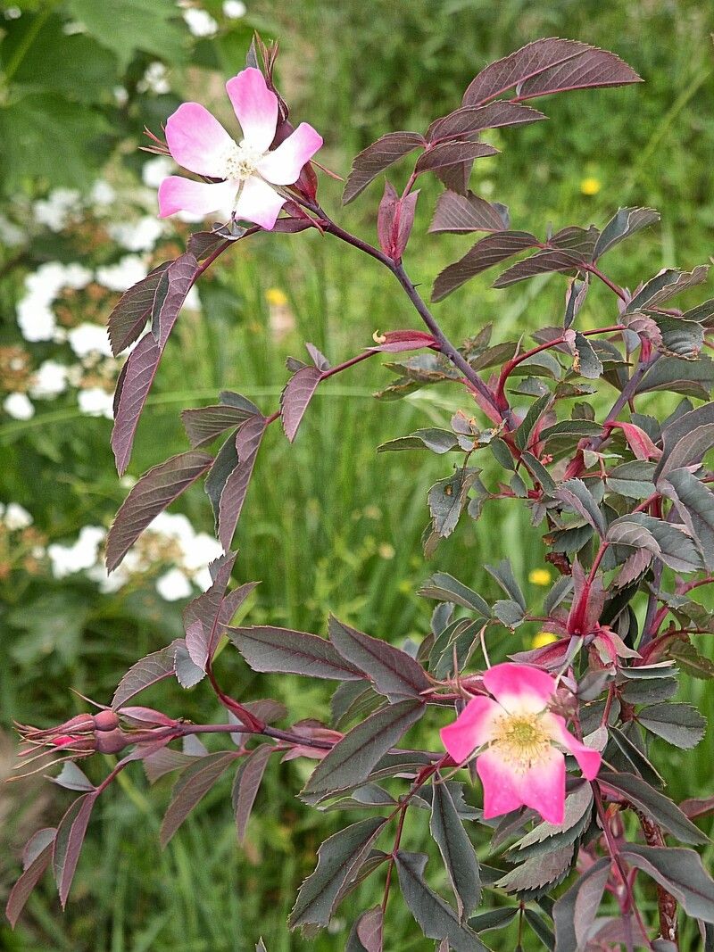 Zu sehen ist ein blühender Zweig der Rotblättrigen Rose mit typischen rot-grauen Blättern und rosa Blüten vor einer grünen Wiese. Die Aufnahme zeigt die Pfla...