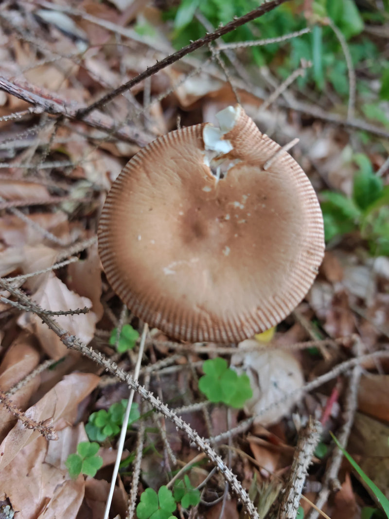 Rotbrauner Scheidenstreifling — Bild 1 von 2