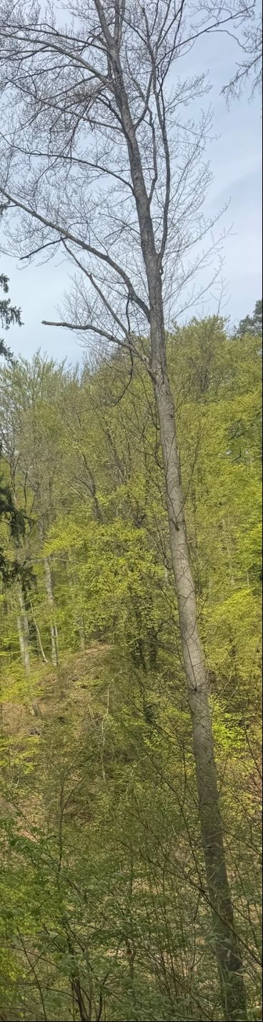 Rotbuche — Bild 4