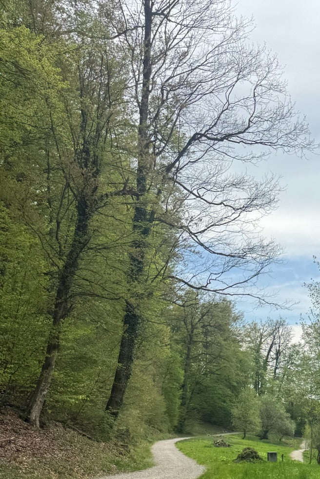 Rotbuche — Bild 1