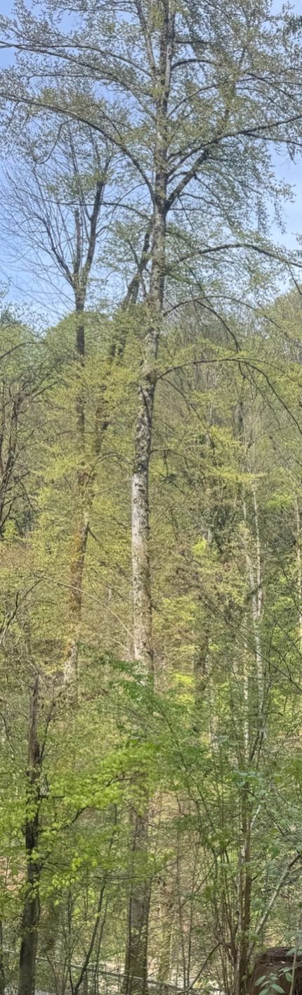 Rotbuche — Bild 3