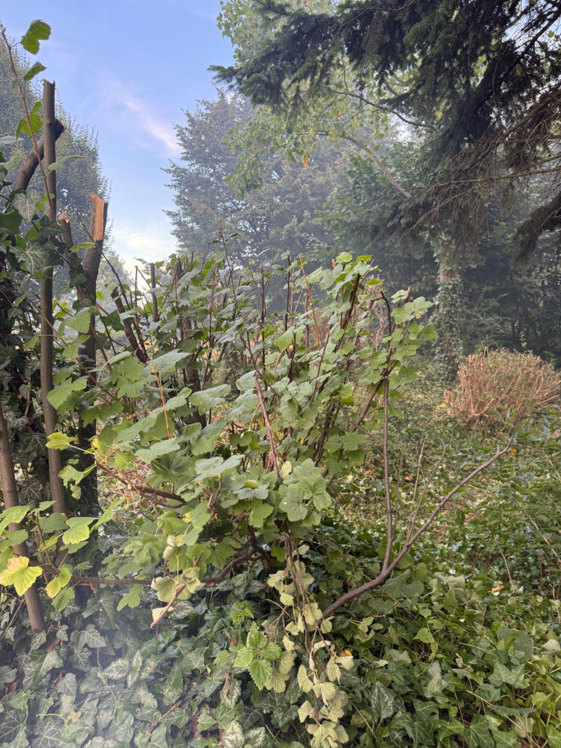 Zu sehen ist ein Johannisbeerstrauch mit grünen Blättern in einem Garten. Die Pflanze steht im Freien vor einer bewaldeten Umgebung.