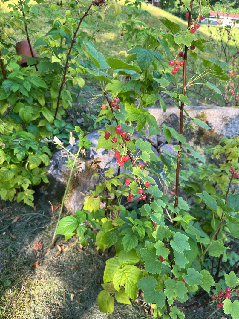 Auf dem Bild ist ein Strauch mit roten Johannisbeeren zu sehen, behängt mit reifen Früchten und grünen Blättern. Die Pflanze wächst in einem Garten vor einer...