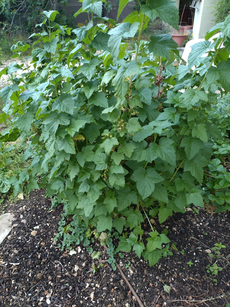 Auf dem Bild ist ein üppiger Johannisbeerstrauch mit zahlreichen grünen Blättern zu sehen. Die Pflanze steht im Garten auf dunkler Erde.