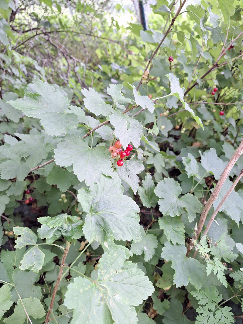 Auf dem Bild ist ein Zweig der Roten Johannisbeere mit typischen gelappten Blättern und roten Beeren zu sehen. Die Pflanze wächst in einer natürlichen Umgebung.
