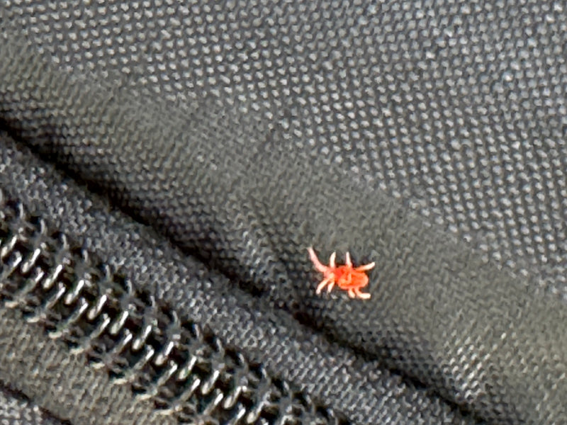 Eine Rote Samtmilbe krabbelt auf einem dunklen Gewebestoff neben einem Reißverschluss.