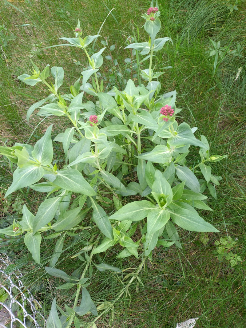 Das Bild zeigt eine Rote Spornblume mit ihren typischen, lanzettlichen Blättern und kleinen rosa-roten Blütenständen. Die Pflanze wächst inmitten von grünem ...