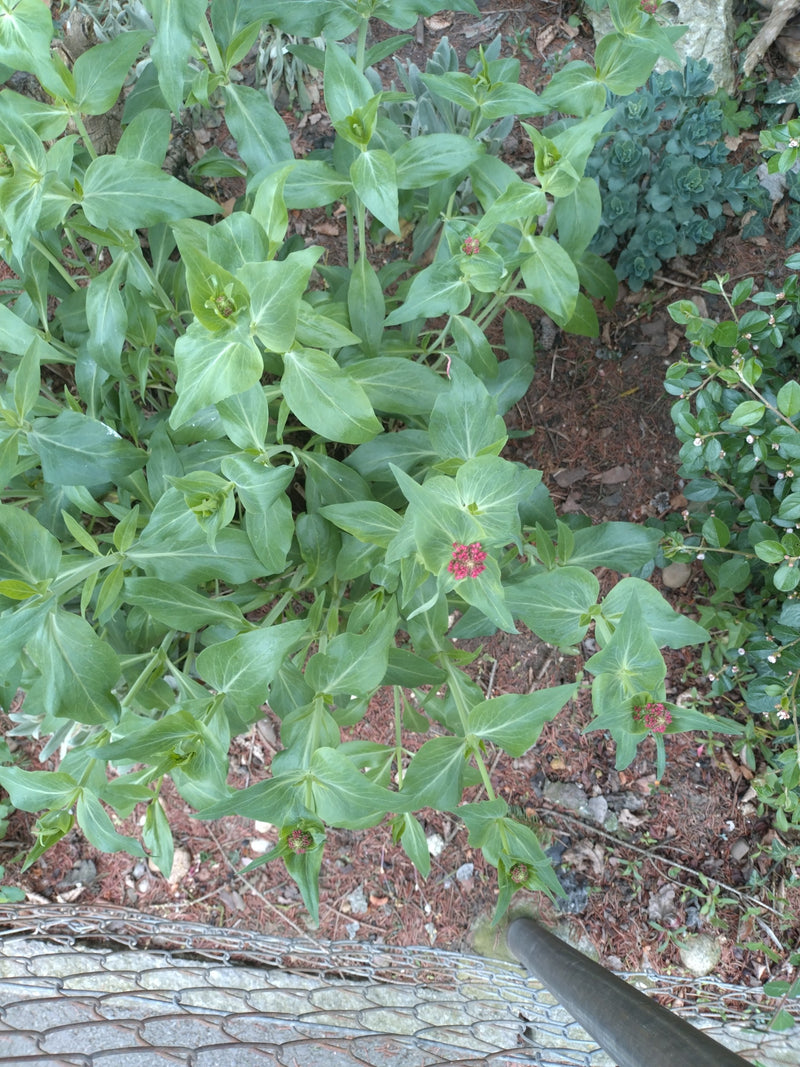 Zu sehen ist eine Rote Spornblume von oben mit sattgrünen Blättern und kleinen, roten Blütenknospen. Die Pflanze wächst in einem Gartenbeet auf mulchartigem ...