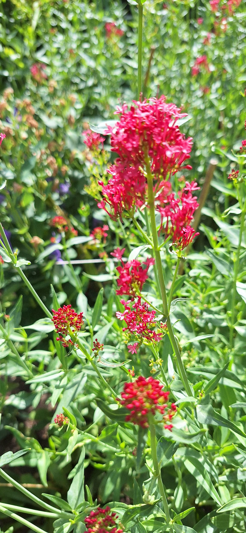 Zu sehen ist eine Rote Spornblume mit auffälligen, dichten roten Blütenständen und grünen Blättern. Die Pflanze steht in einer natürlichen Umgebung.