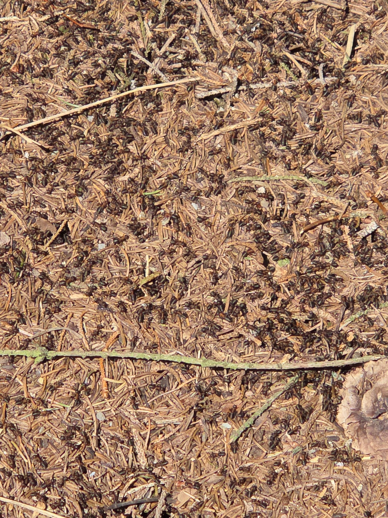 Zahlreiche Rote Waldameisen wuseln auf einem großen Ameisenhaufen aus Nadeln und kleinen Zweigen. Die Tiere sind aus der Vogelperspektive auf ihrem Nest zu s...