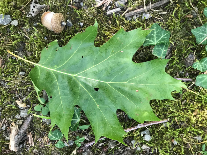 Roteiche — Bild 4 von 17