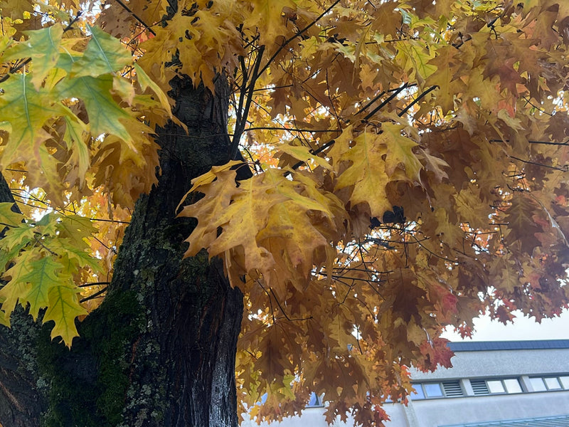 Blick von unten in die herbstlich gelb gefärbte Krone einer Roteiche neben einem Gebäude.
