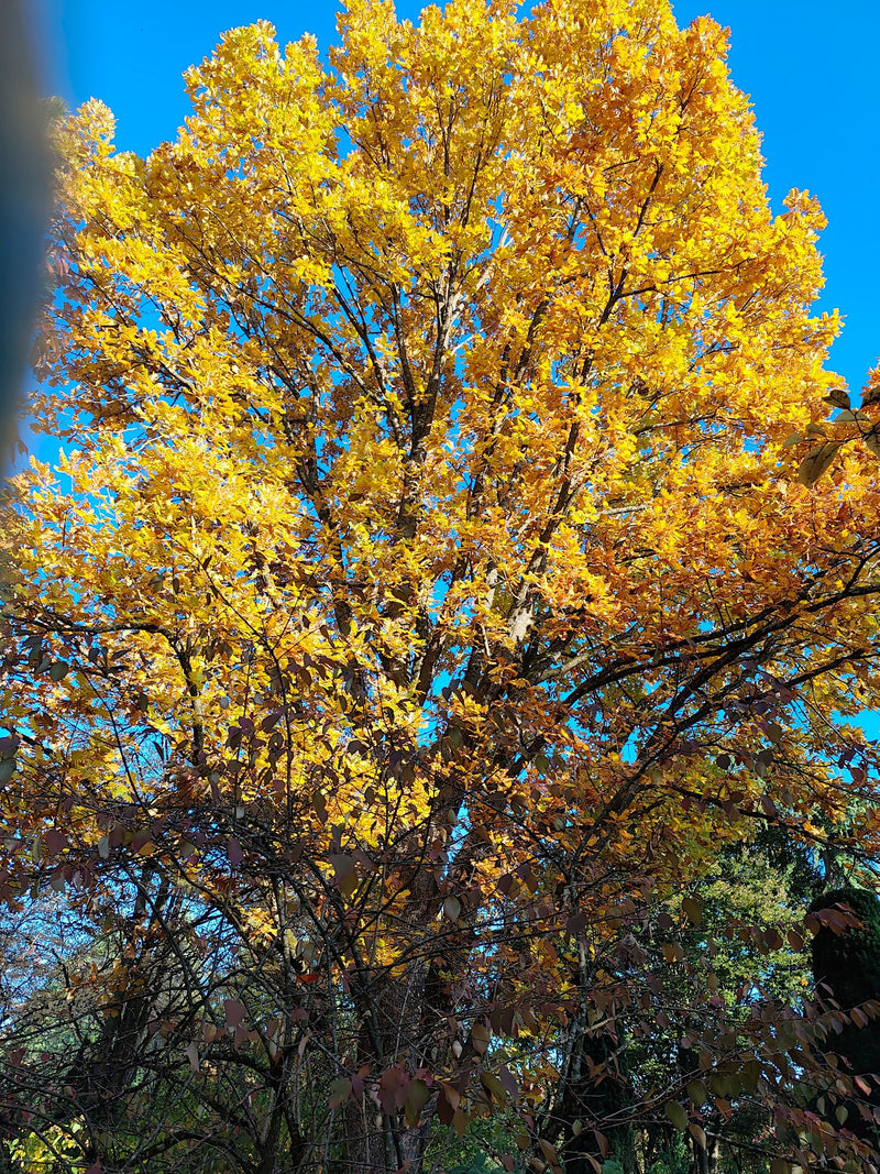 Ansicht eines großen, ausgewachsenen Baumes mit dichter, leuchtend gelber Herbstlaubkrone vor einem klaren blauen Himmel.