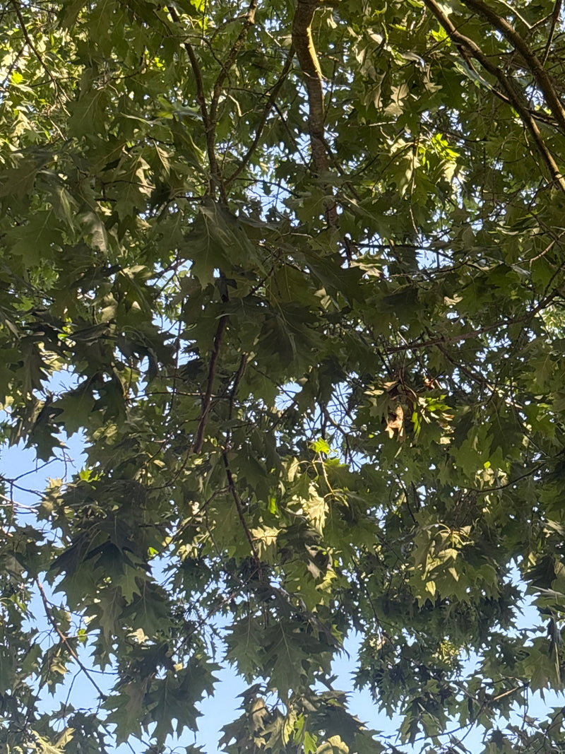 Roteiche — Bild 1 von 17