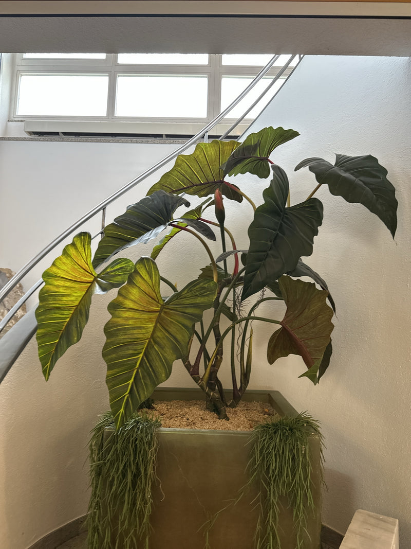 Roter Baumfreund (Sorte 'Black Cardinal') — Bild 5