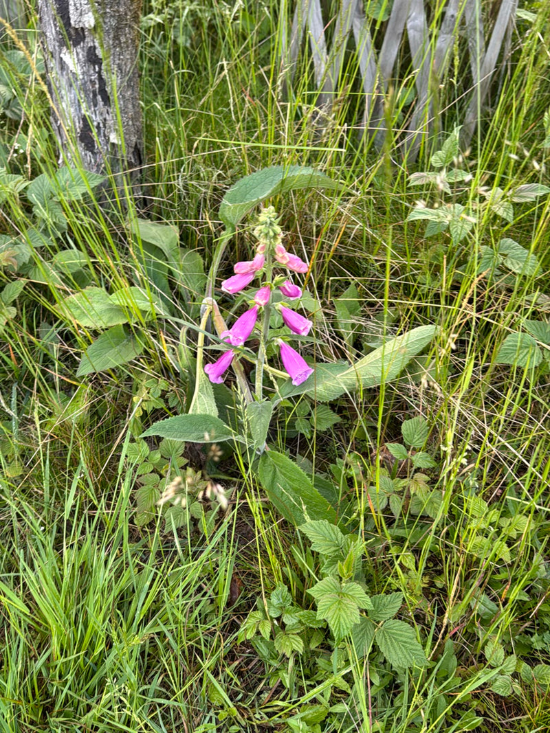 Zu sehen ist eine blühende Pflanze des Roten Fingerhuts mit charakteristischen purpurrosafarbenen Blüten in einer Wiese. Die Pflanze steht inmitten von hohem...