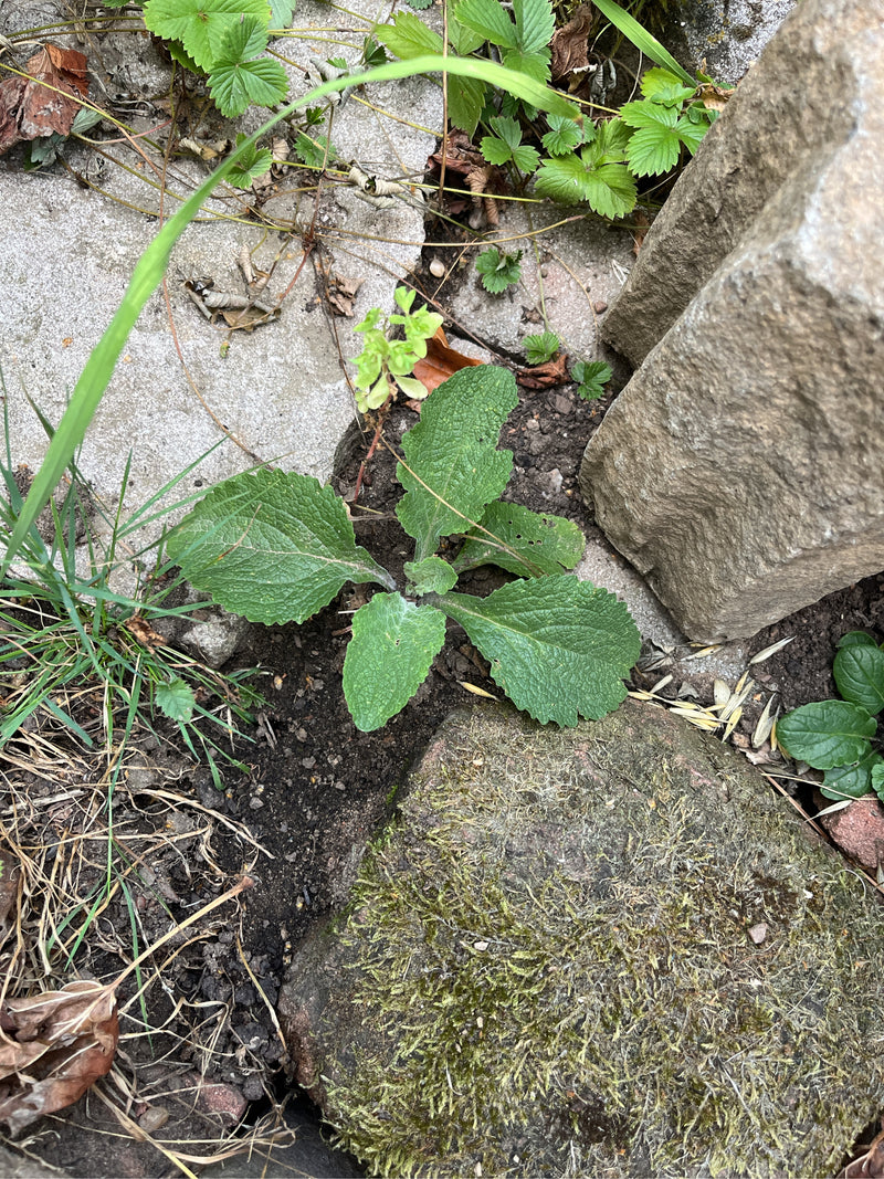 Zu sehen ist eine junge Blattrosette des Roten Fingerhuts, die auf dem Boden zwischen Steinen wächst. Die typisch runzeligen, grünen Blätter sind gut erkennbar.