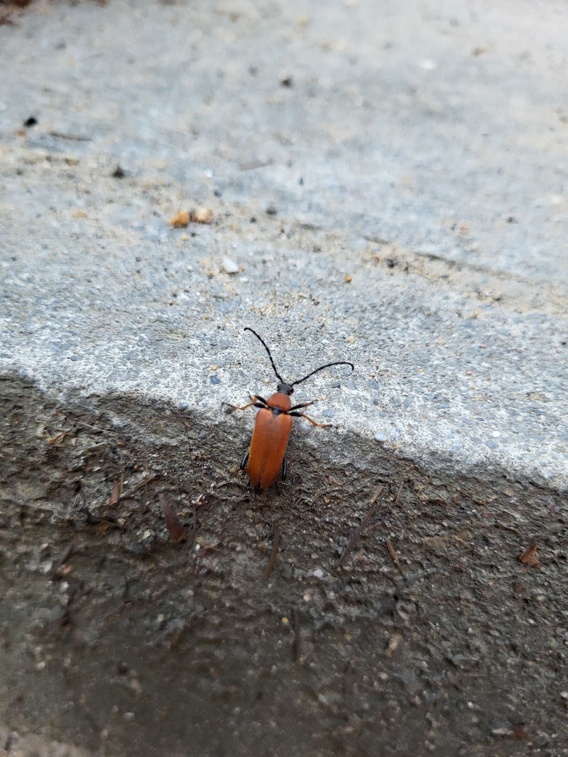 Ein Rothalsbock sitzt auf einem grauen Steinboden und zeigt seine rötlichen Flügeldecken. Das Insektenexemplar ist gut erkennbar.