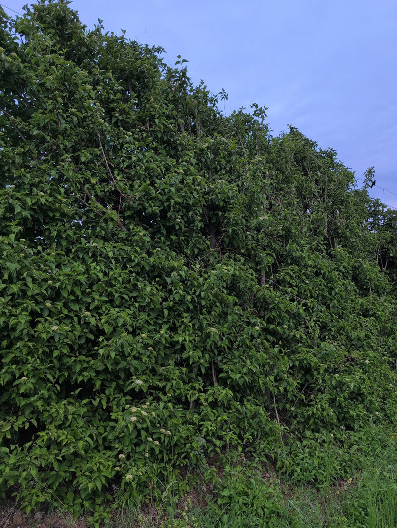 Zu sehen ist ein grosser, dichter Hartriegelstrauch in einer Hecke vor einem blauen Abendhimmel. Die vielen grünen Blätter und Knospen füllen das gesamte Bil...