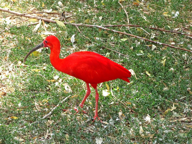 Roter Ibis — Bild 2 von 2