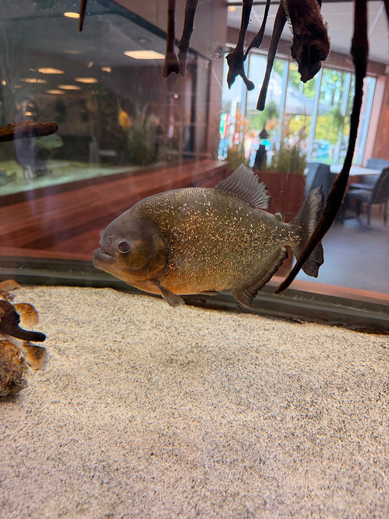 Roter Piranha — Bild 2 von 12