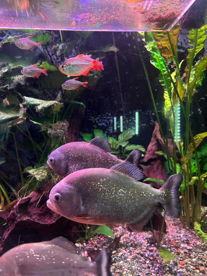 Roter Piranha — Bild 1 von 12