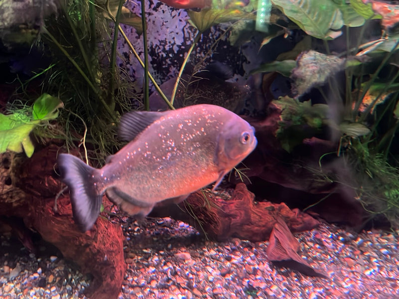 Roter Piranha — Bild 3 von 12
