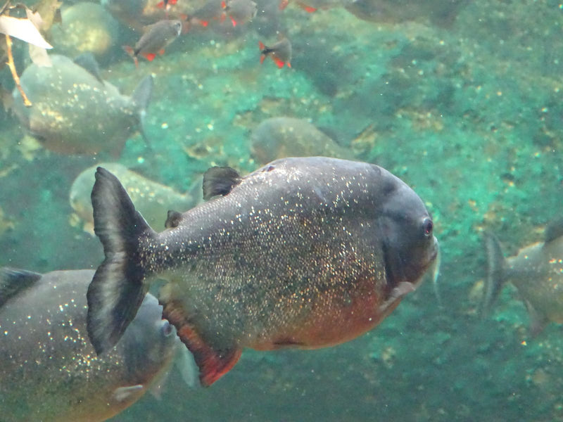Roter Piranha — Bild 4 von 12