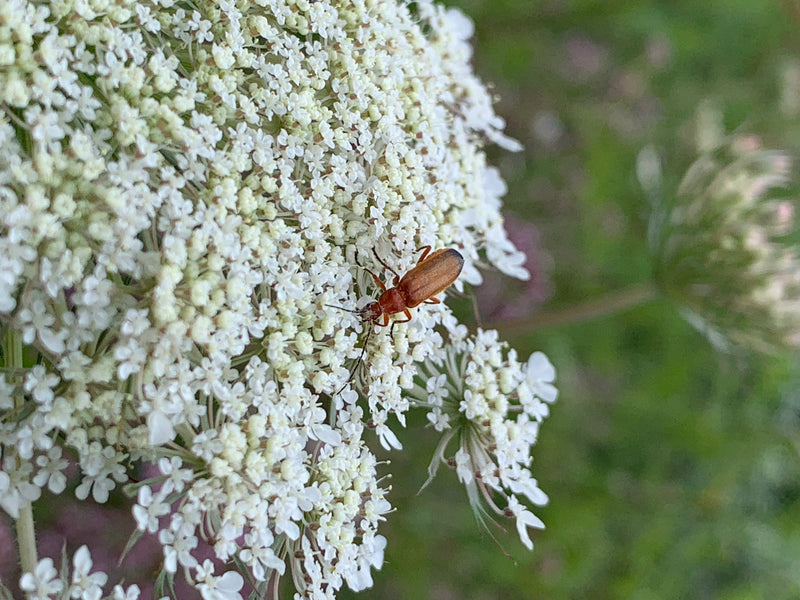 Ein Gemeiner Weichkäfer sitzt auf den winzigen weißen Blüten einer Doldenblüte. Er ruht auf der Pflanze, wobei seine charakteristischen rötlich-braunen Flüge...