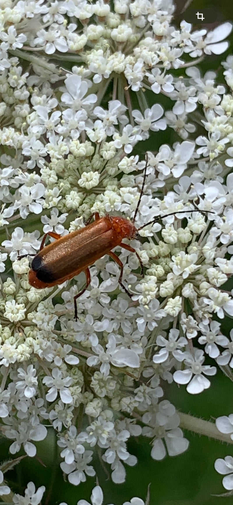 Ein Gemeiner Weichkäfer sitzt auf einer Ddolde aus weißen Blüten. Er ist mit seinen rotbraunen Flügeldecken und dem schwarzen Hinterleibsende gut zu erkennen.