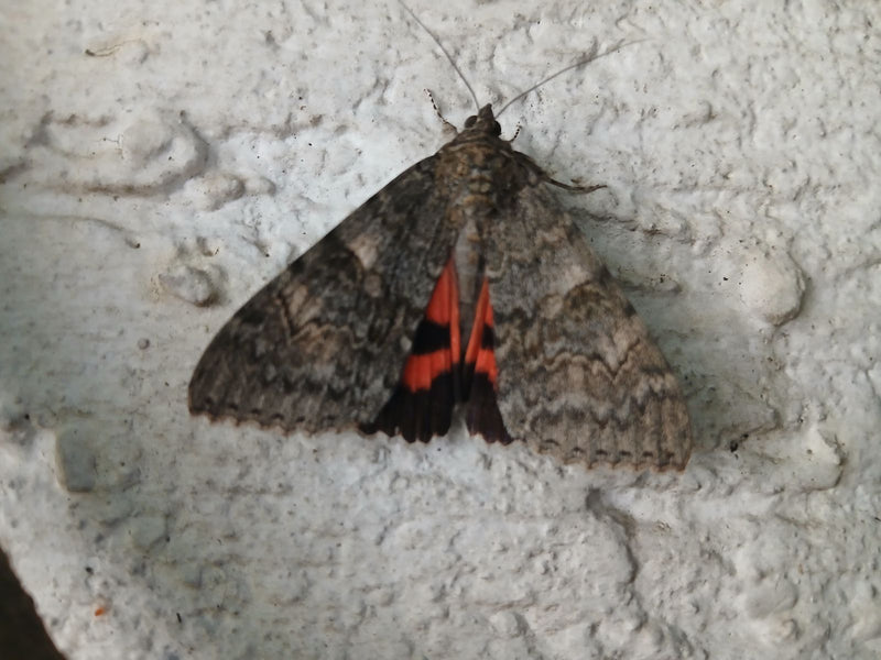 Rotes Ordensband — Bild 4 von 5