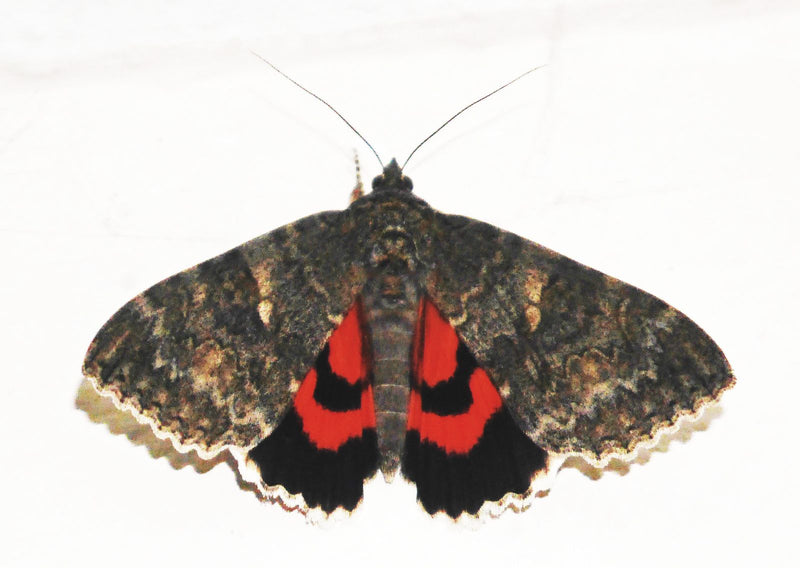 Rotes Ordensband — Bild 5 von 5