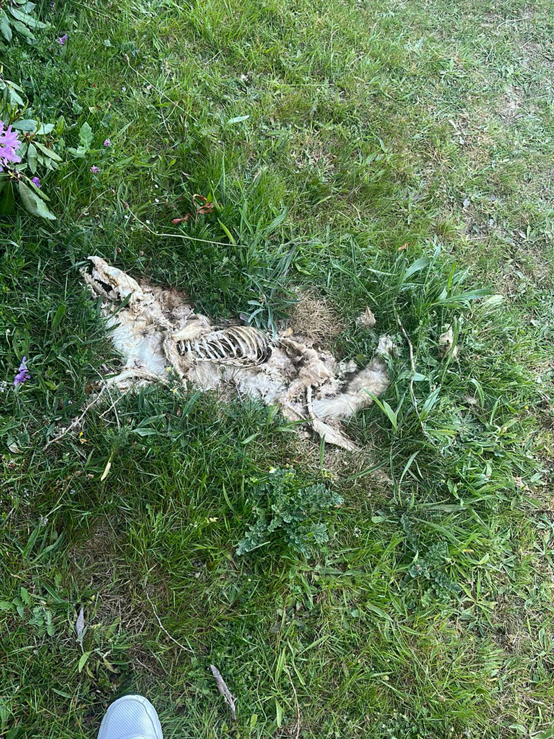 Auf der Wiese liegen die sterblichen Überreste und das Skelett eines Rotfuchses im Gras. Die Knochen und Reste von Fell sind gut zu erkennen.