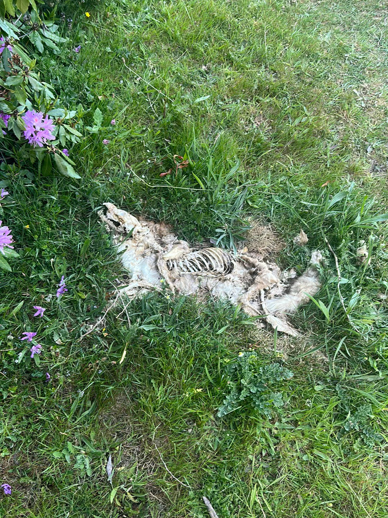 Auf dem Bild ist das Skelett eines Rotfuchses zu sehen, das im Gras auf einer Wiese liegt. Die sterblichen Überreste zeigen deutlich die Knochenstruktur.