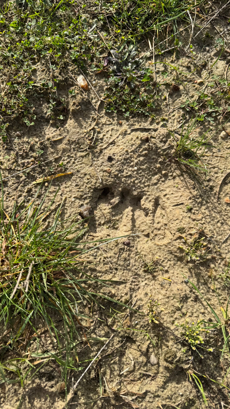 Auf dem Bild ist ein einzelner Pfotenabdruck eines Rotfuchses im sandigen Boden zu sehen. Die typische ovale Form mit vier Zehen und Krallenabdrücken ist gut...
