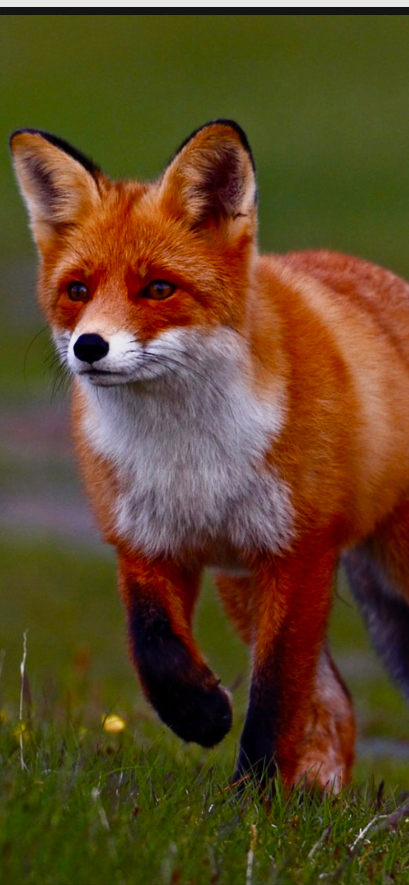 Ein Rotfuchs läuft über eine grüne Wiese und blickt aufmerksam zur Seite. Das charakteristische rötliche Fell und die schwarzen Beine sind gut zu erkennen.