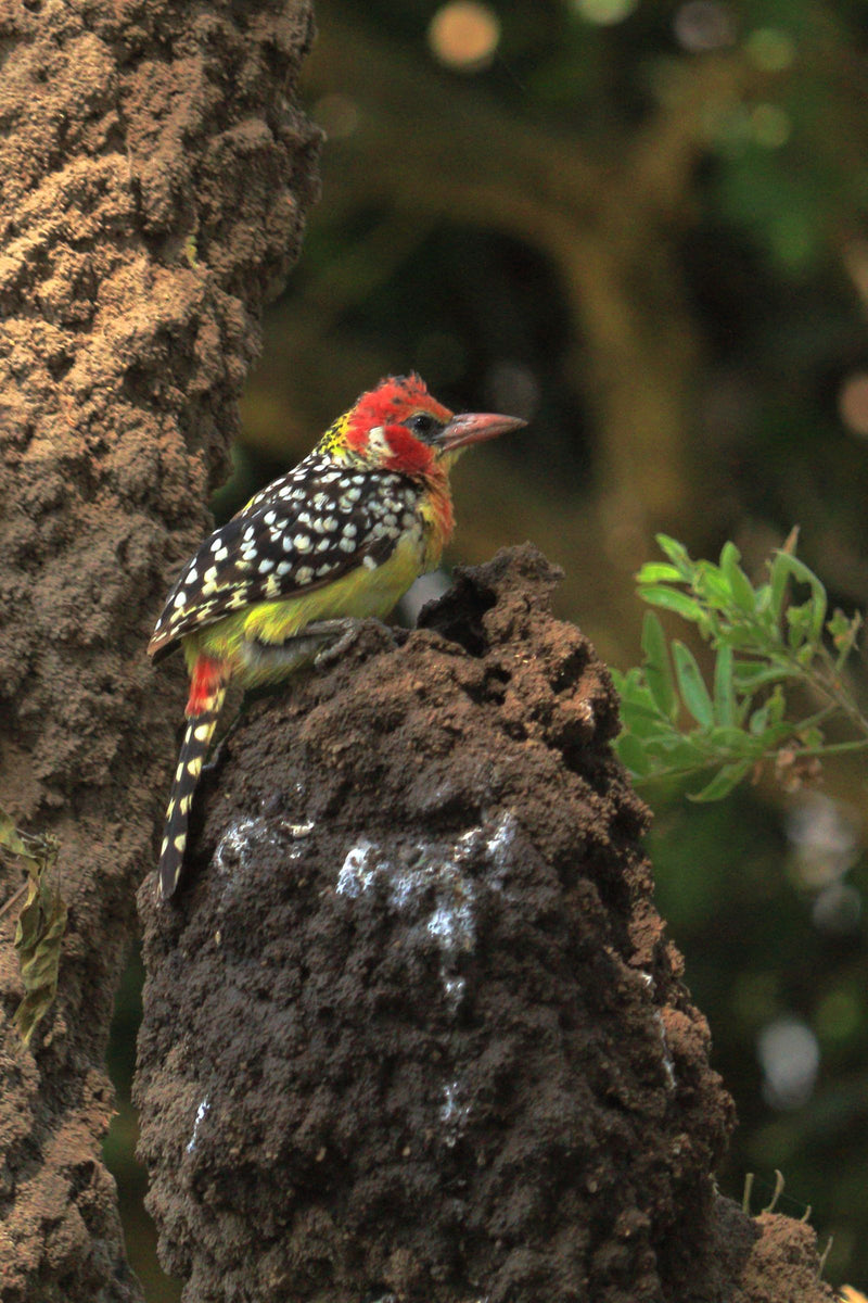 Rotgelb-Bartvogel — Bild 1 von 1