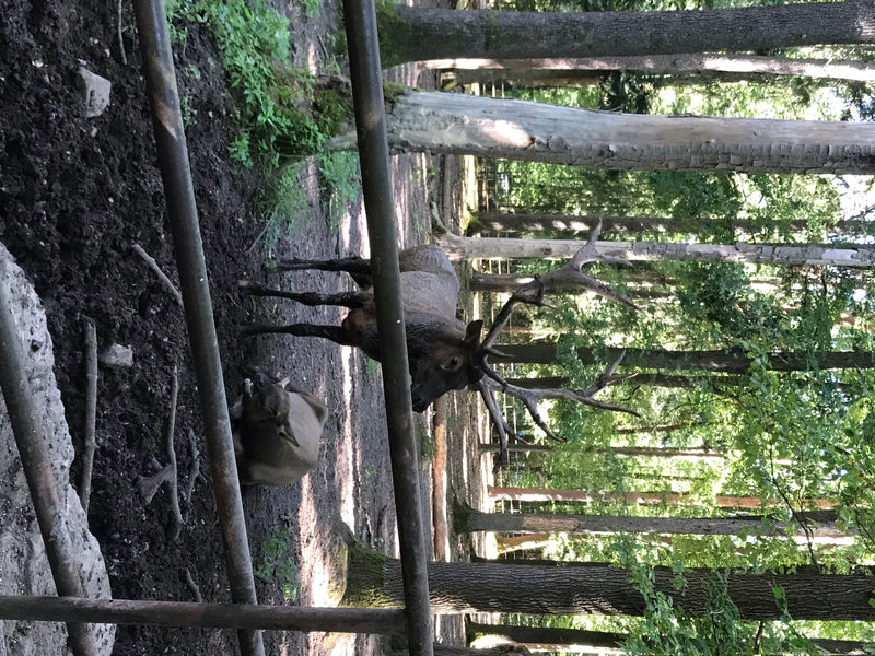 Rothirsch — Bild 3 von 19