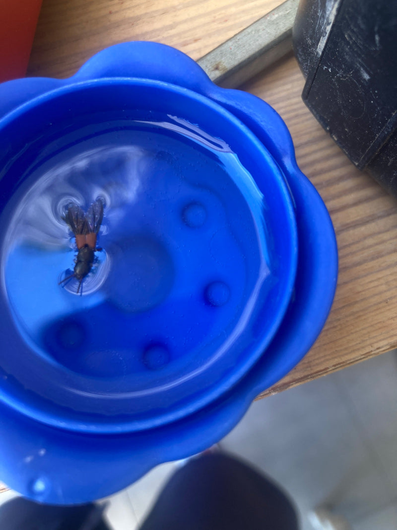 Rotköpfiger Zipfelkäfer — Bild 5 von 15
